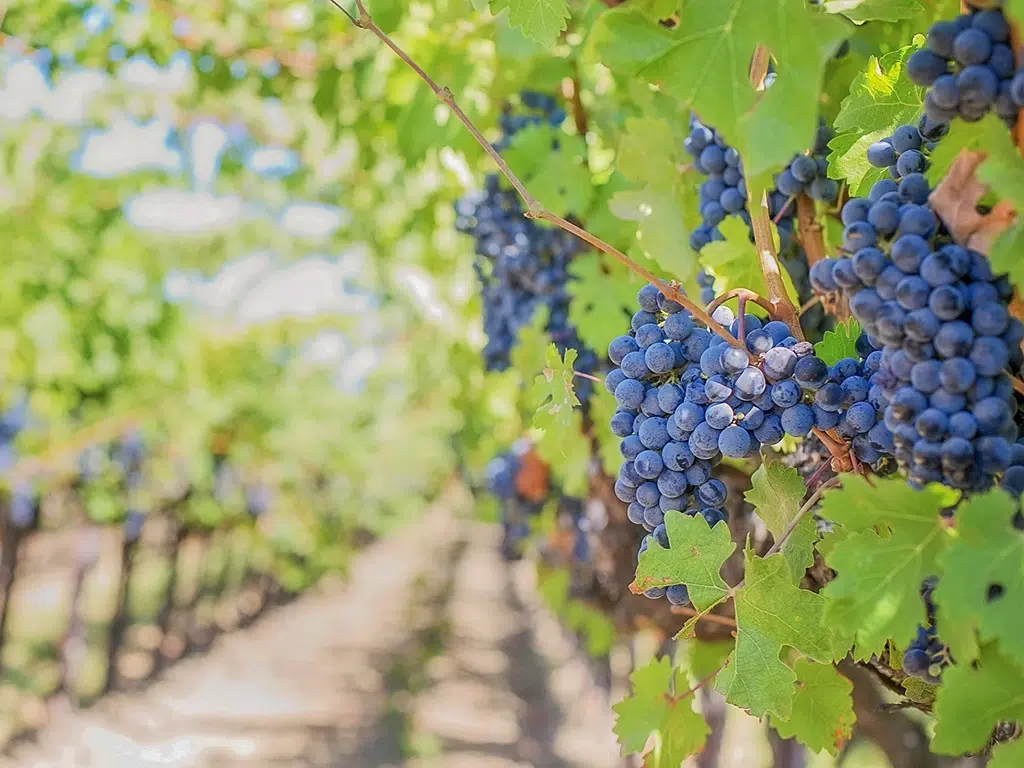 vignobles renommes
